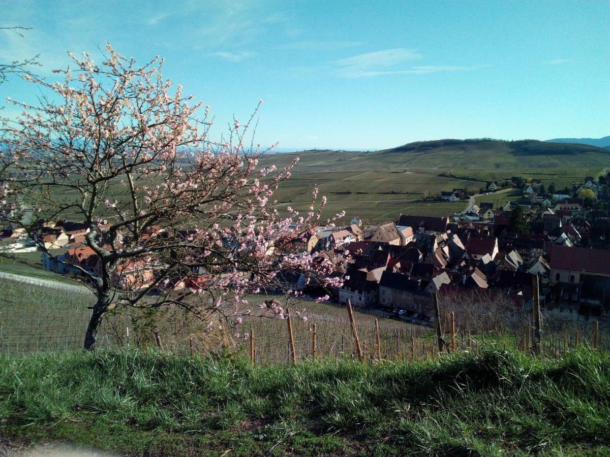 Le Gite De Coco Riquewihr Bagian luar foto